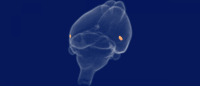 Trans-entorhinal cortex (orange) of a mouse brain, as imaged by fMRI (Credit: Jia Guo / Columbia University)